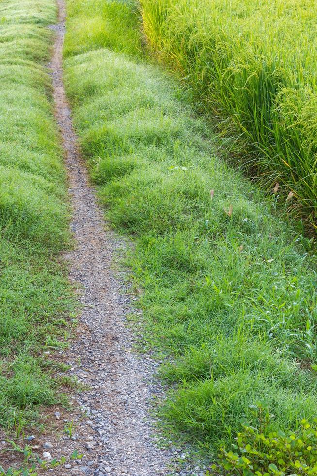 camino de pista única hierba foto