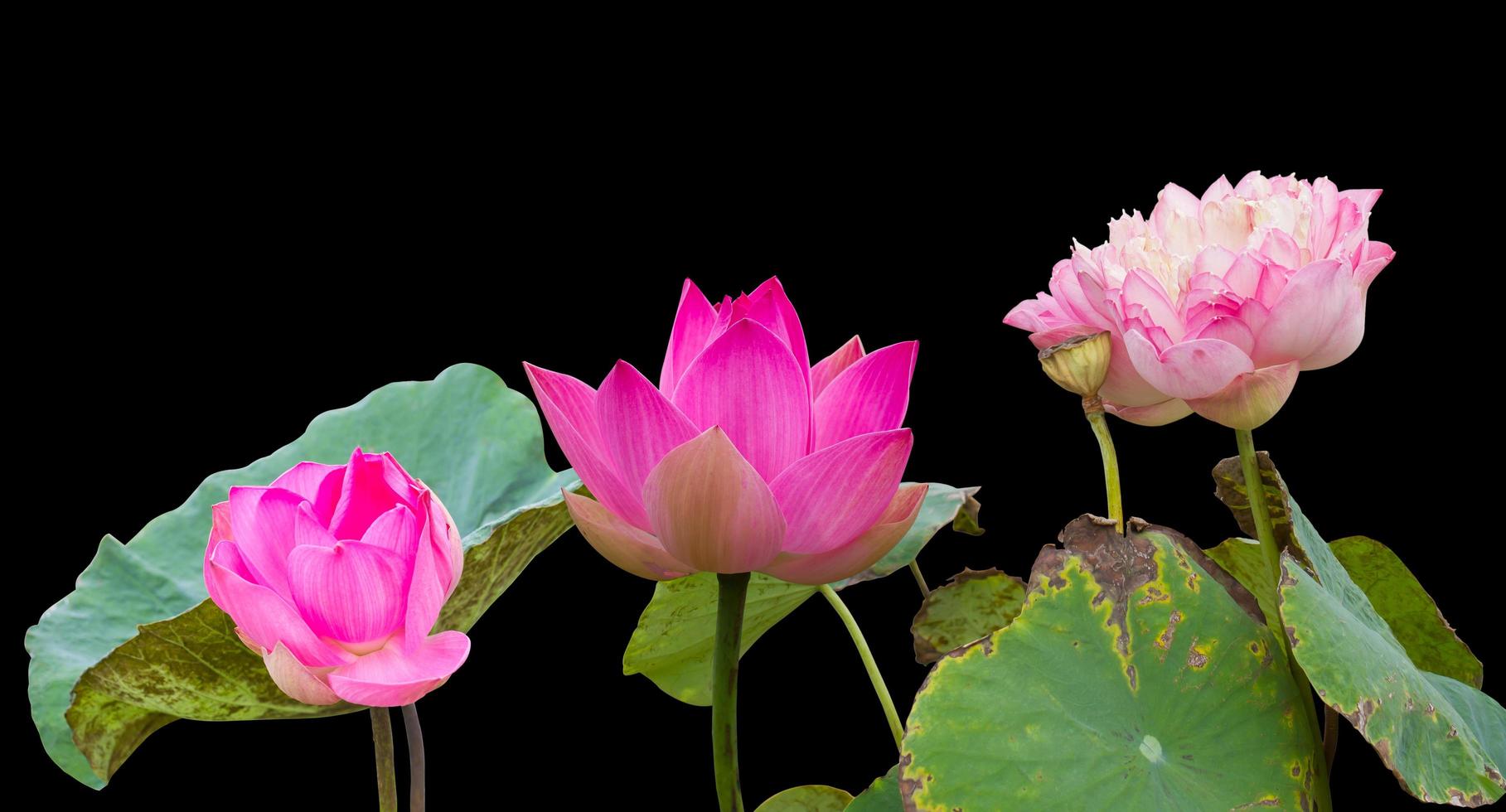 Three pink lotus flowers wilt. photo