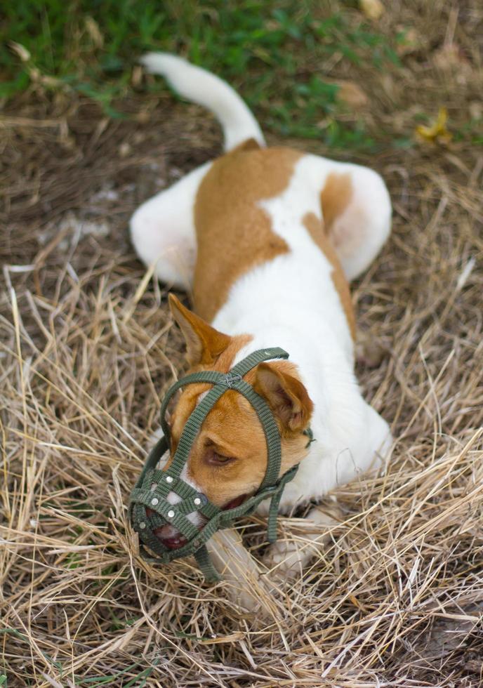 Dog muzzle the mouth on hay photo