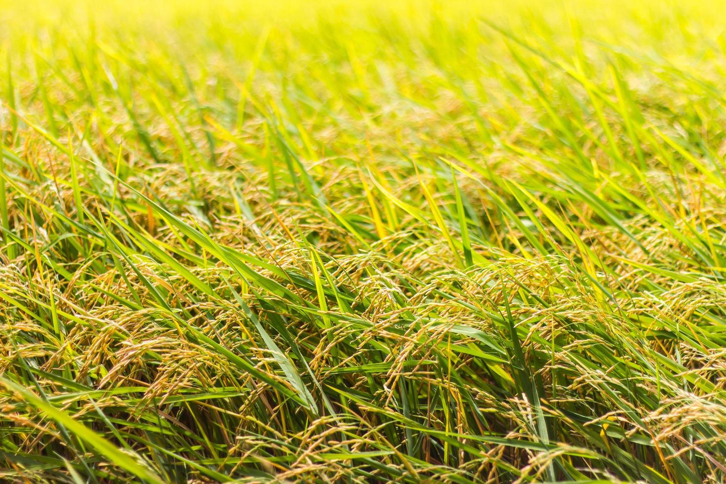 Yellow Rice grains background photo