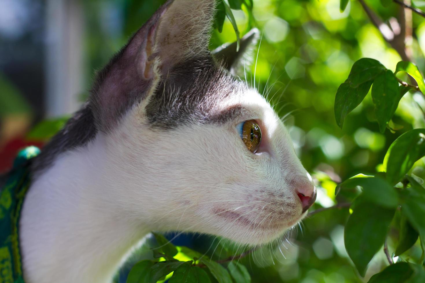 Cat curious gaze leaves photo