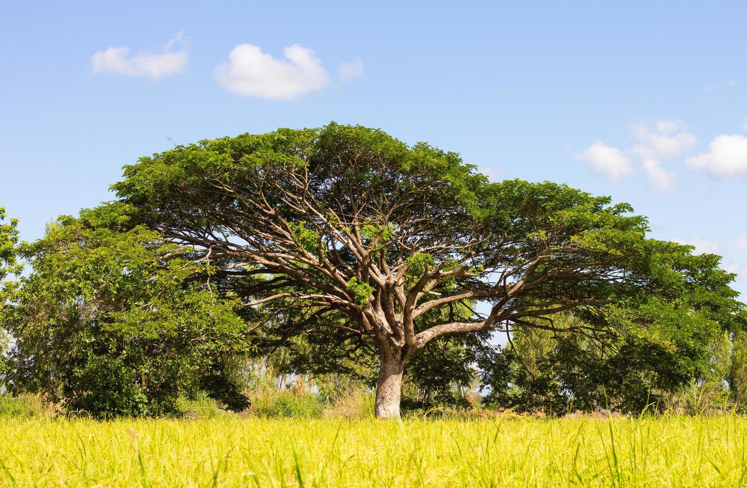 Large tree branches photo