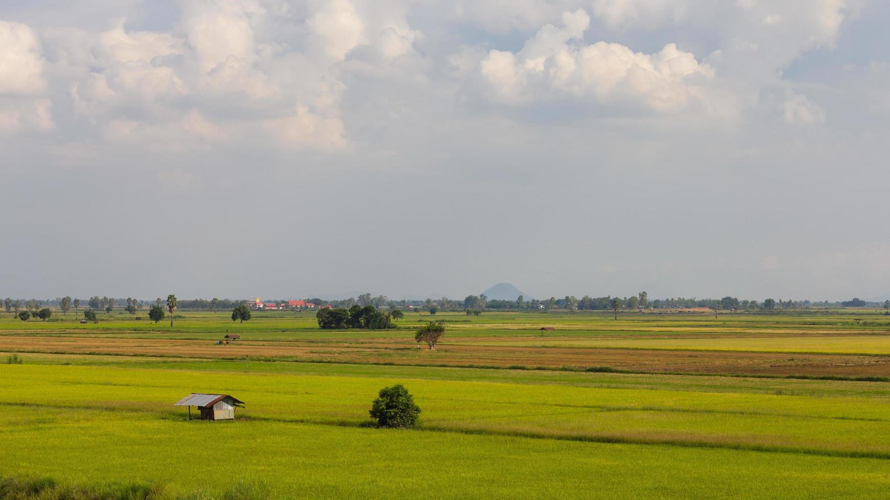 Cottage with green rice photo