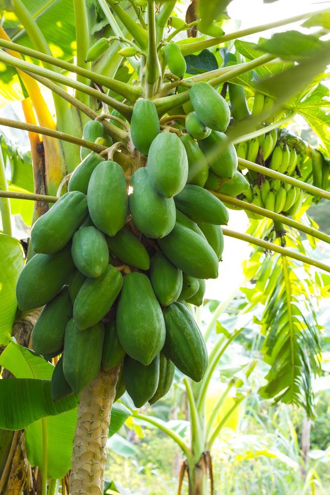 Many papaya with banana leaf photo