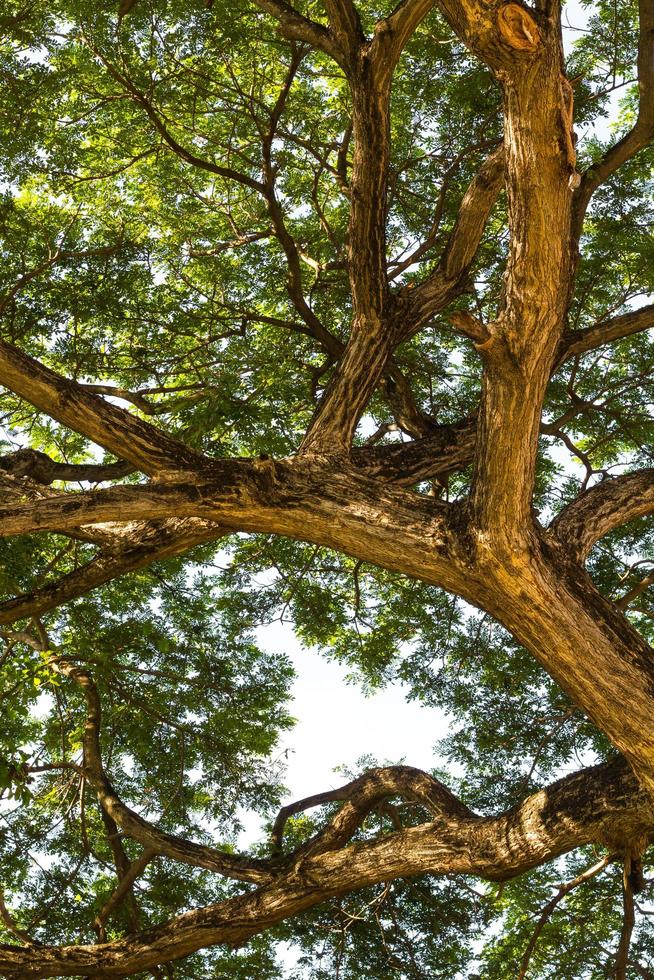 mimosa tree branches photo