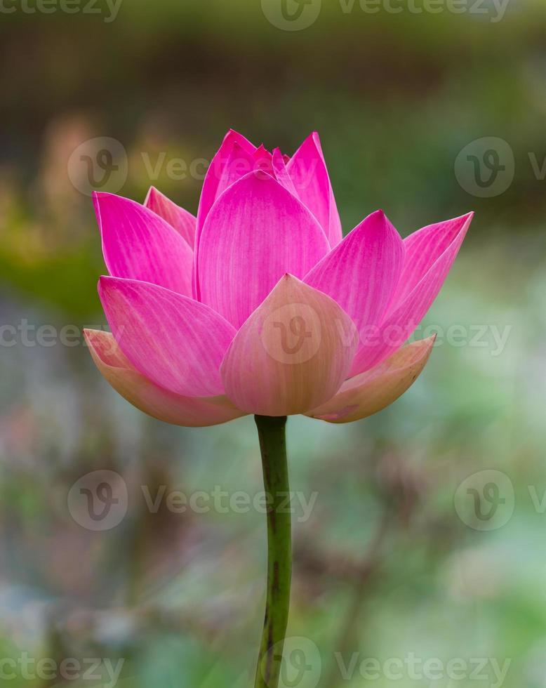 Big beautiful pink lotus. photo