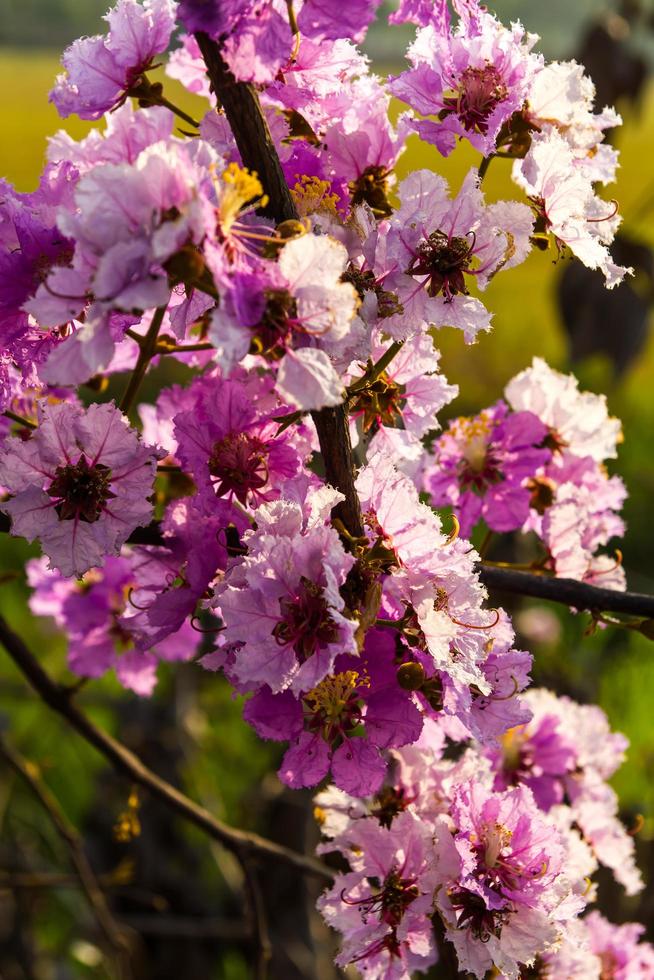 lagerstroemia hojas secas foto