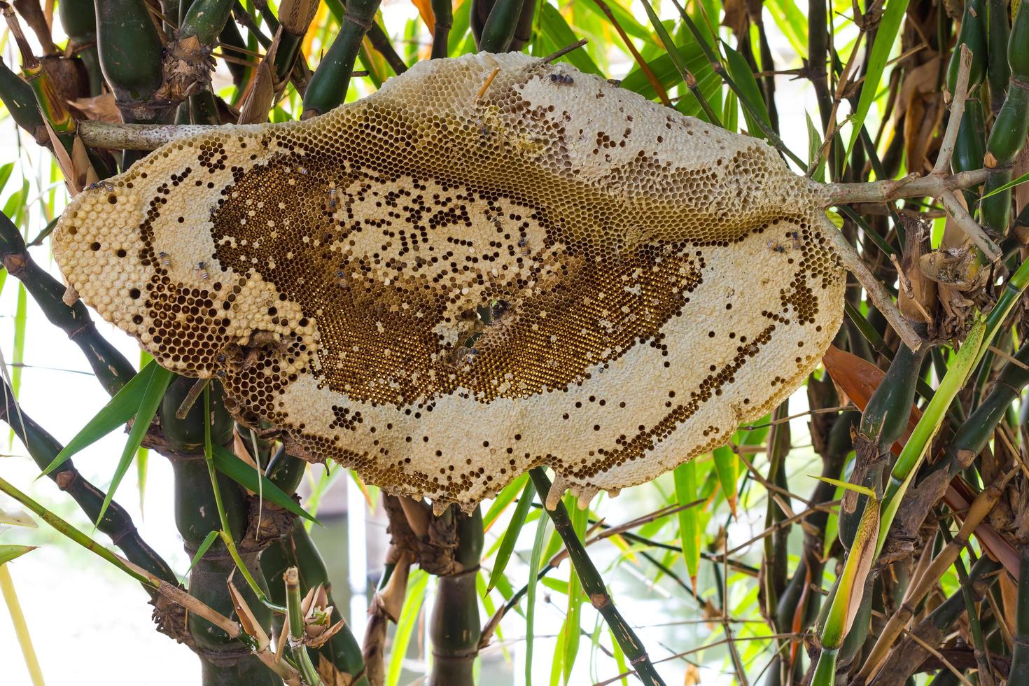 Bamboo bee hive Hem photo