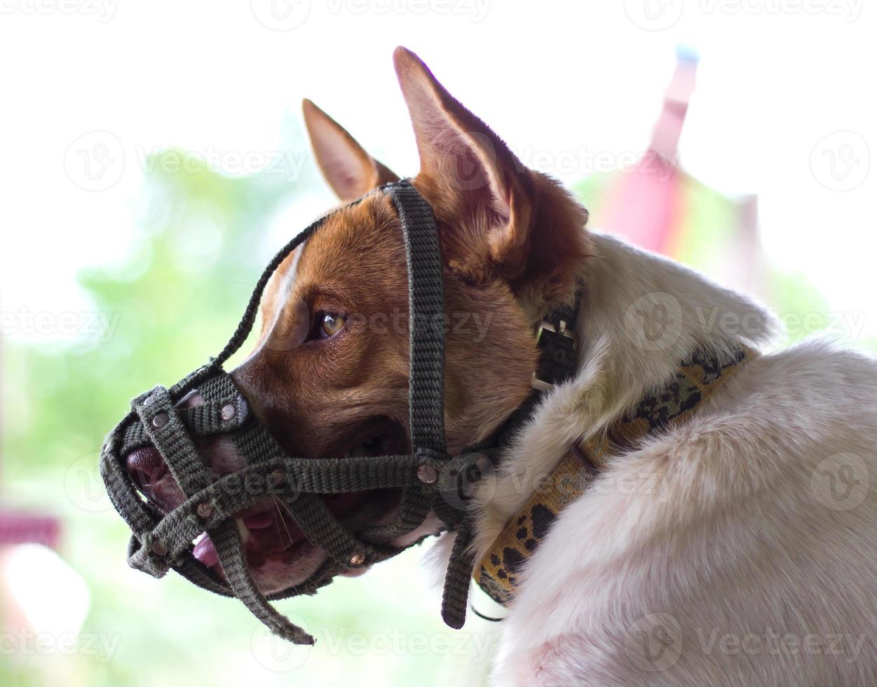 Dog wearing a muzzle mouth photo