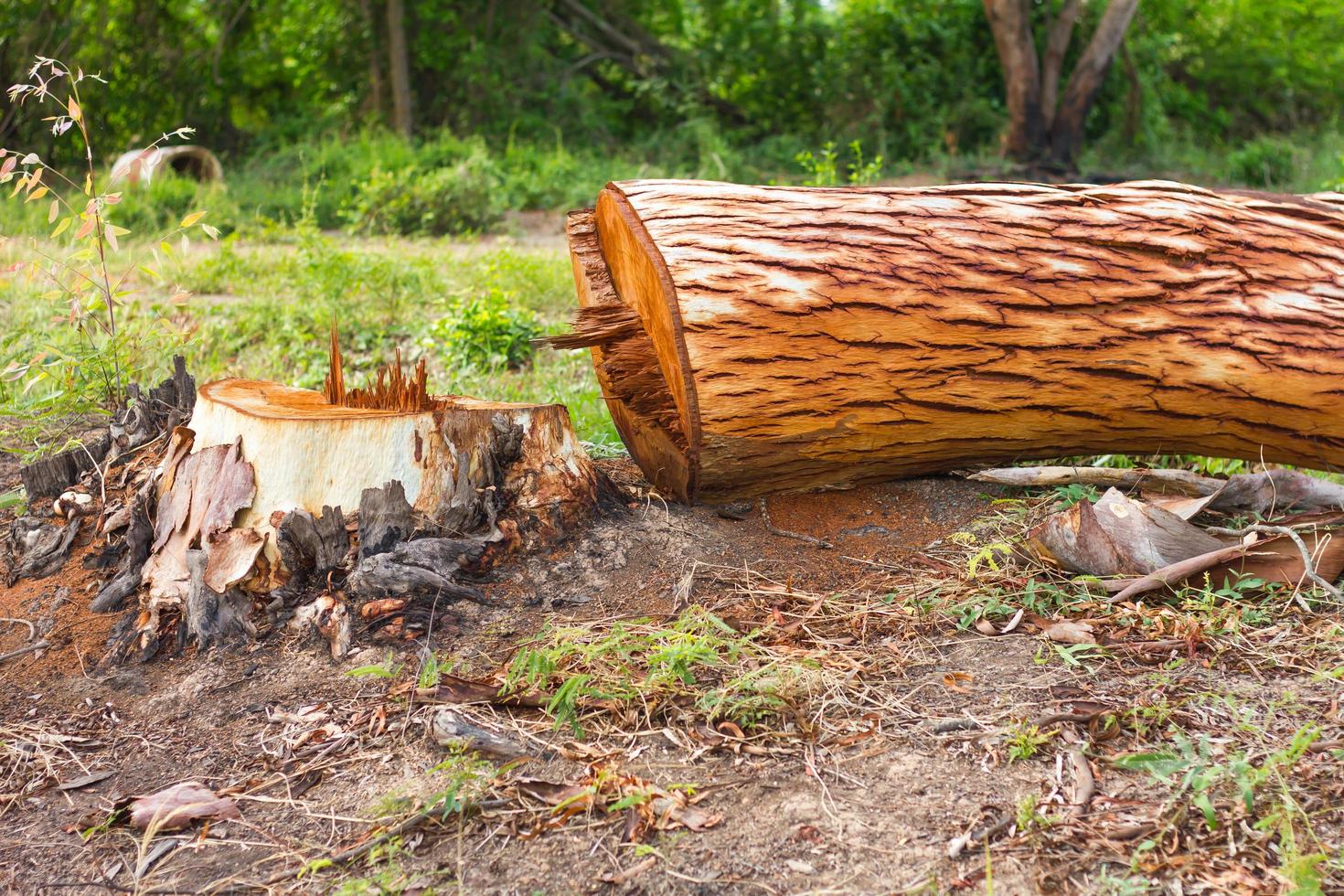 Eucalyptus is deforestation. photo