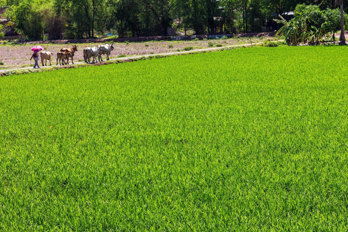 Green rice fields, cattle farmers photo