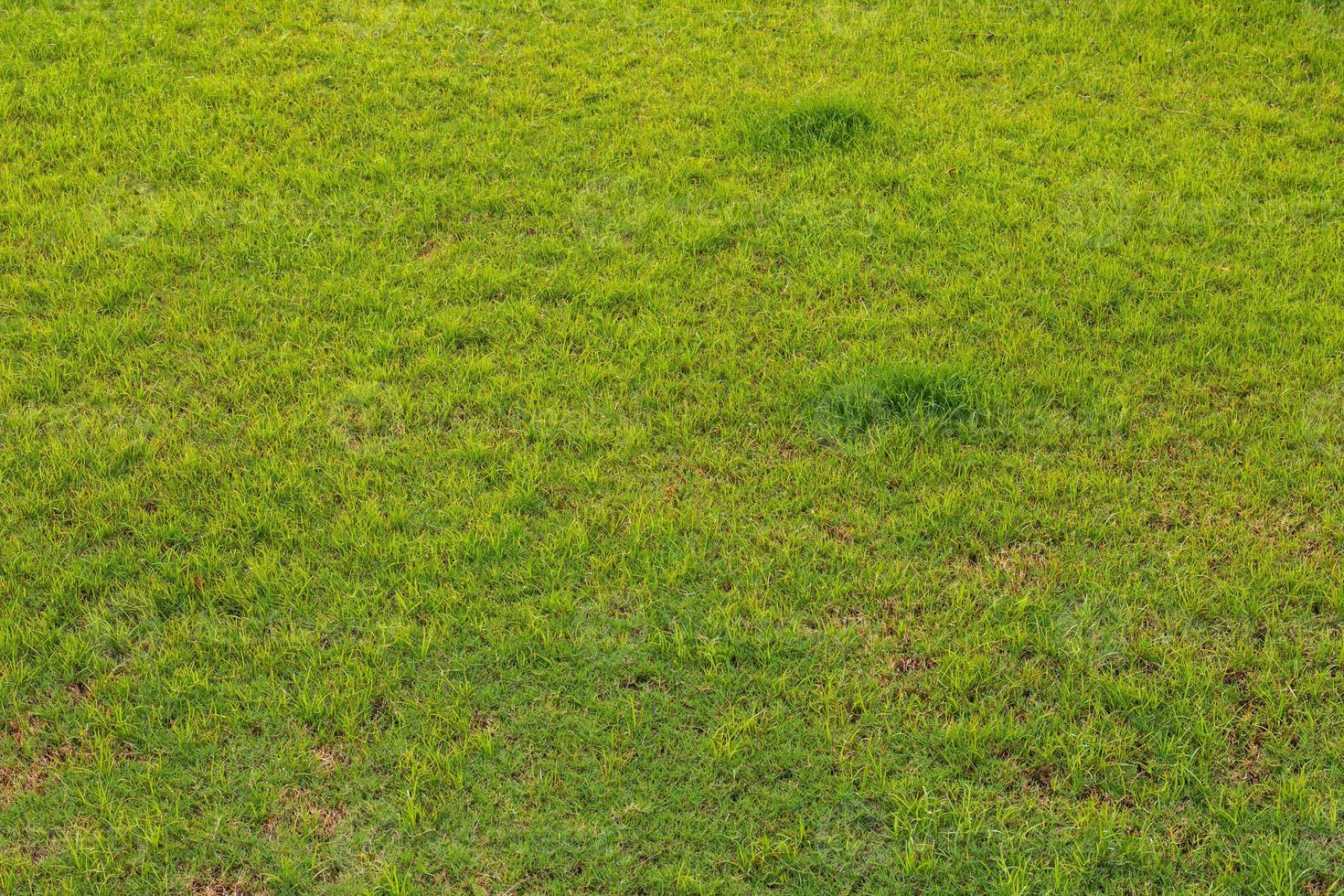 Part of the Green Lawn photo