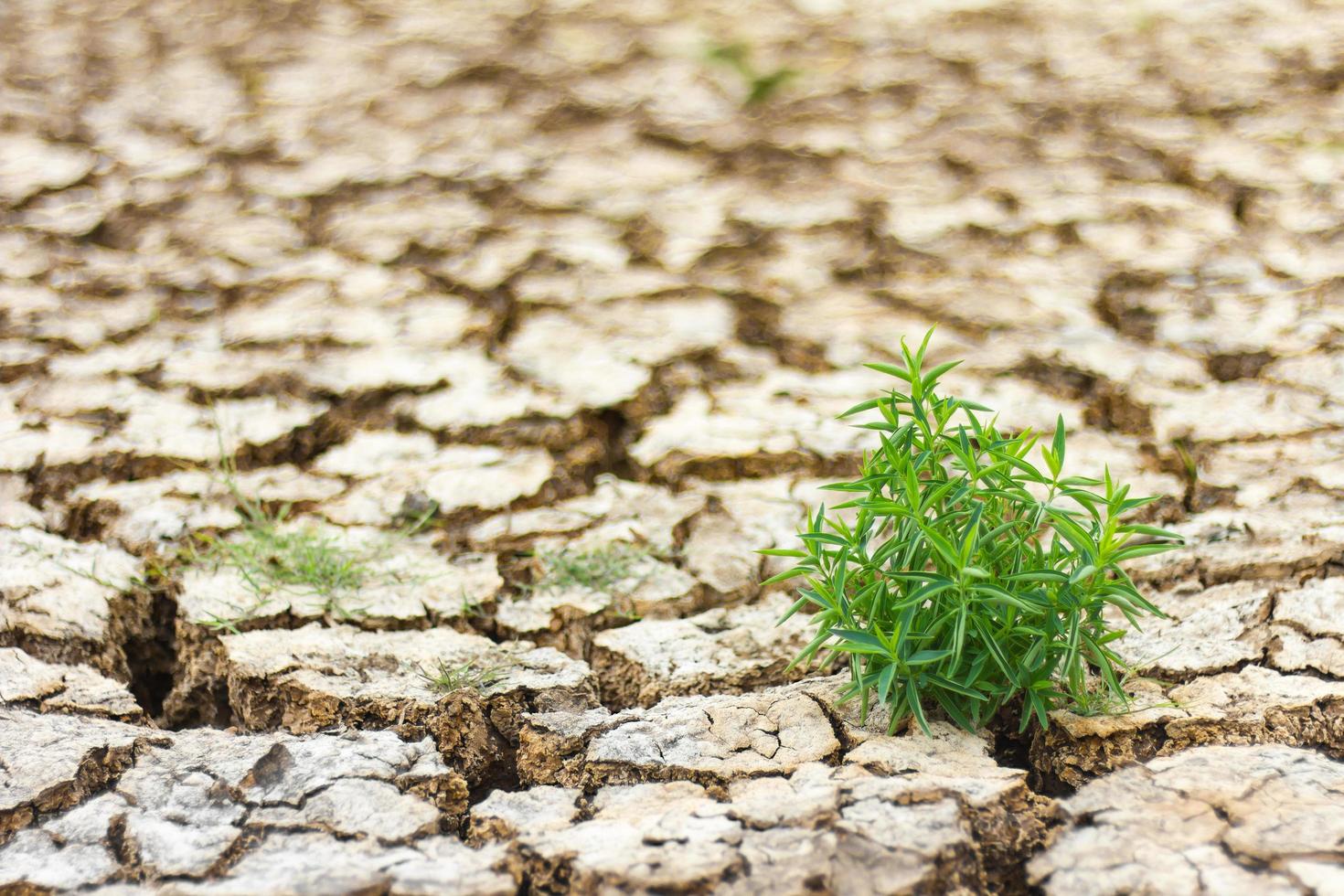 las malas hierbas crecen aisladas agrietadas foto