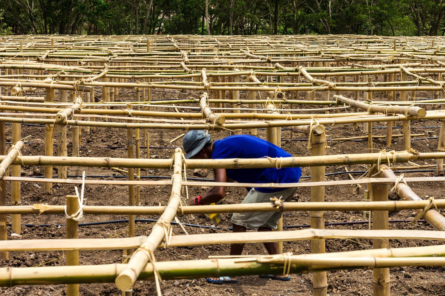 Farmers bamboo frame photo