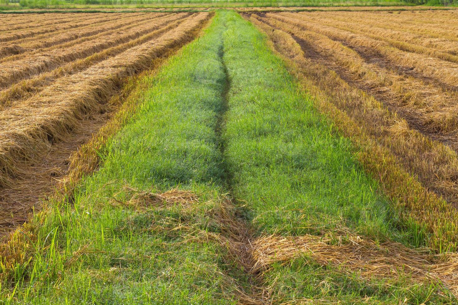 Road grass hay photo