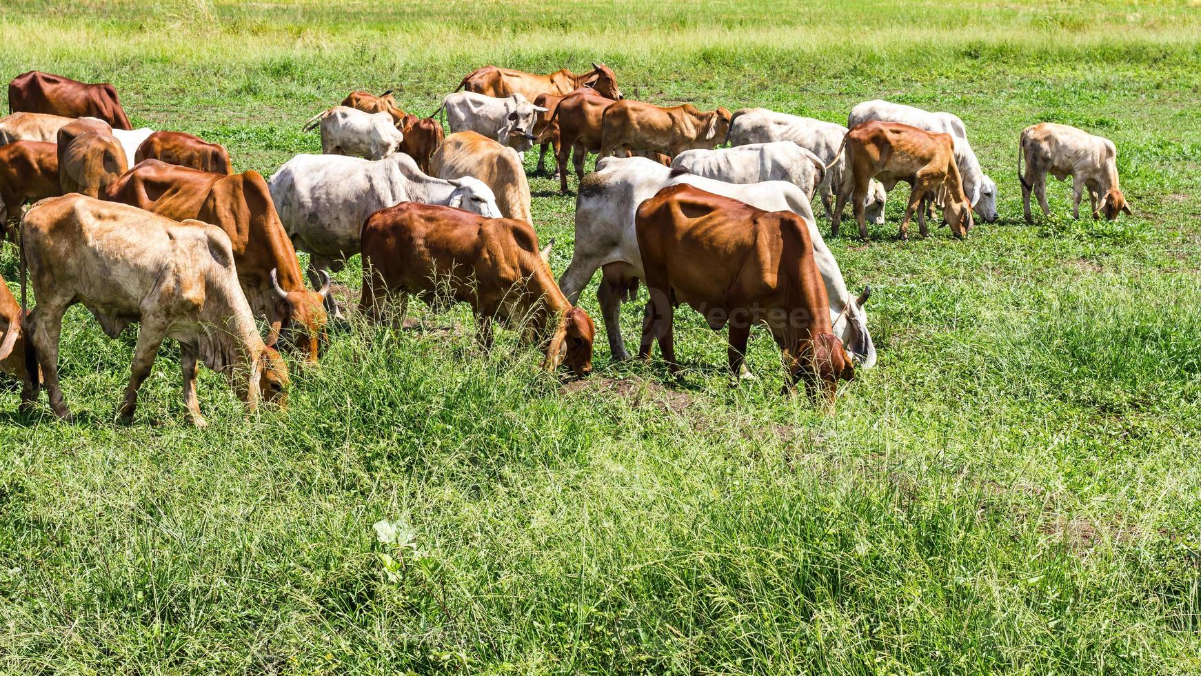 Livestock herds of cattle grazing photo