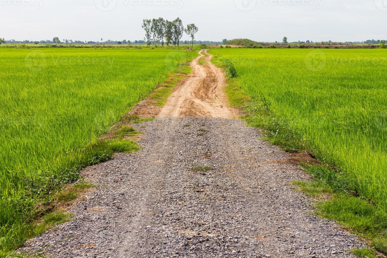 Stone gravel road with rice. photo