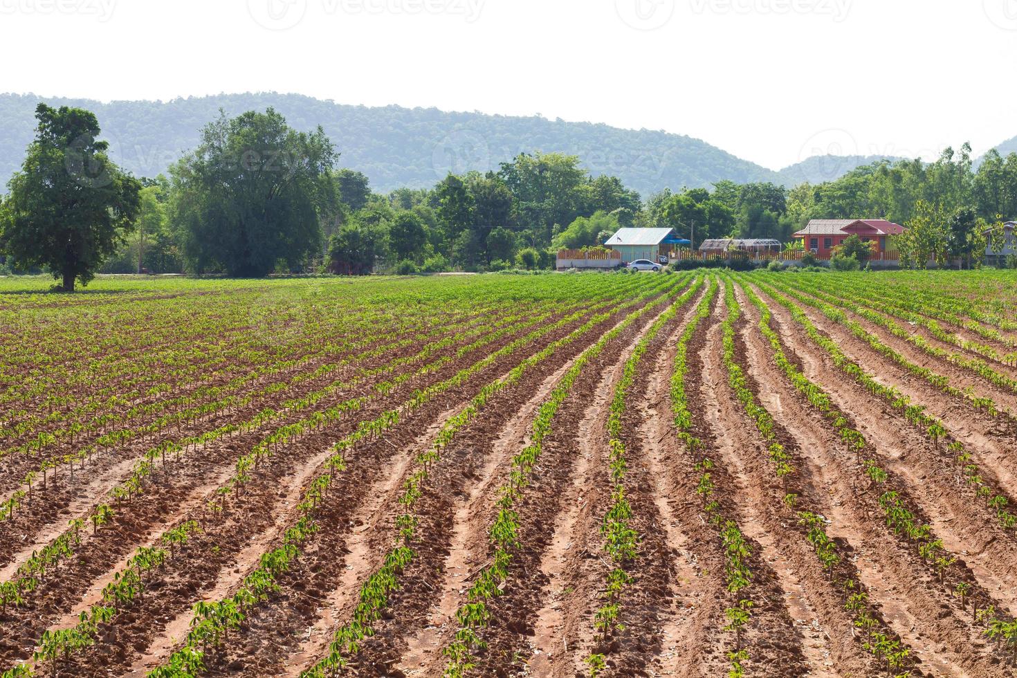 Cassava plantation housing photo