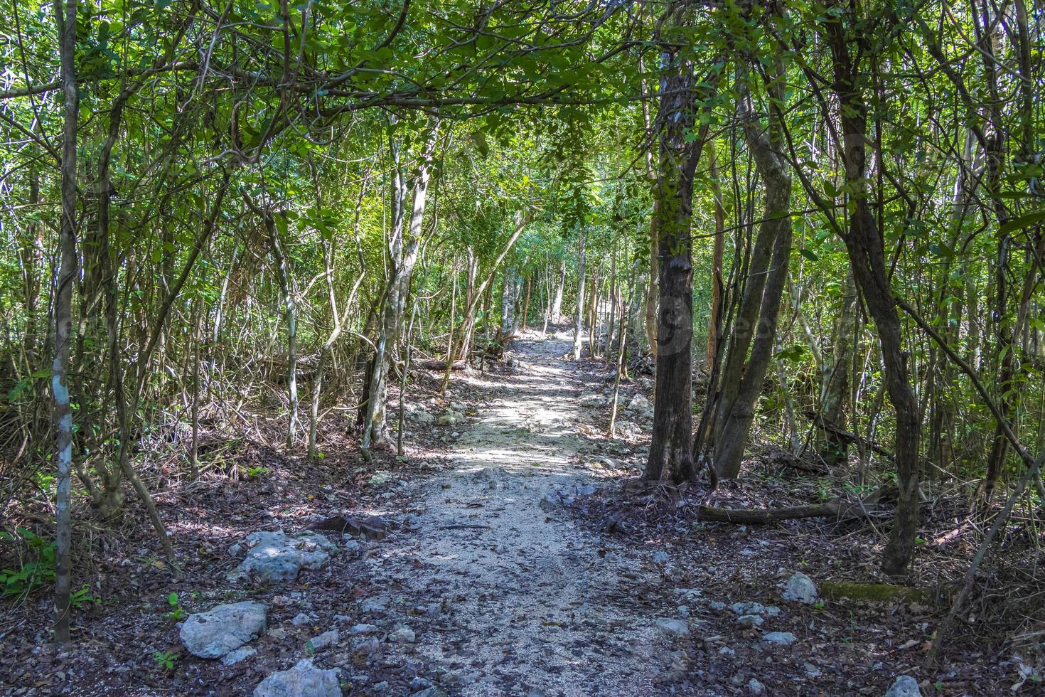 Walking trekking path at cave sinkhole cenote Tajma ha Mexico. photo