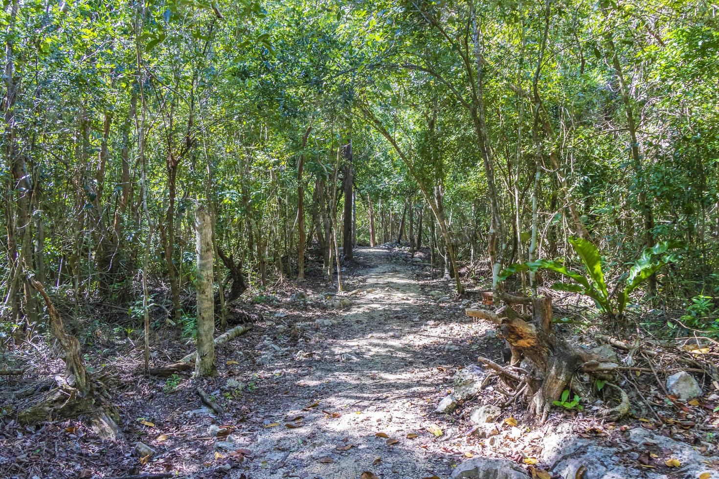 Sendero de trekking a pie en cueva sumidero cenote tajma ha mexico. foto