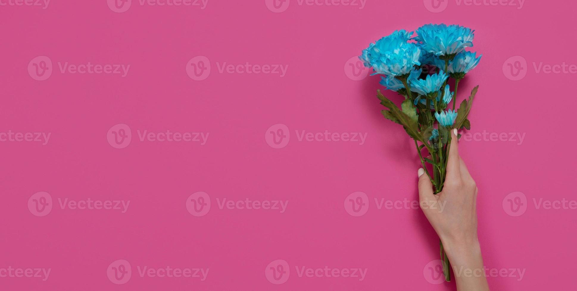 Blue flowers and woman holding hand isolated on pink background. Woman and mother day. Summer concept mock up and copy space. Top view. Flower nature and spring season. Banner photo