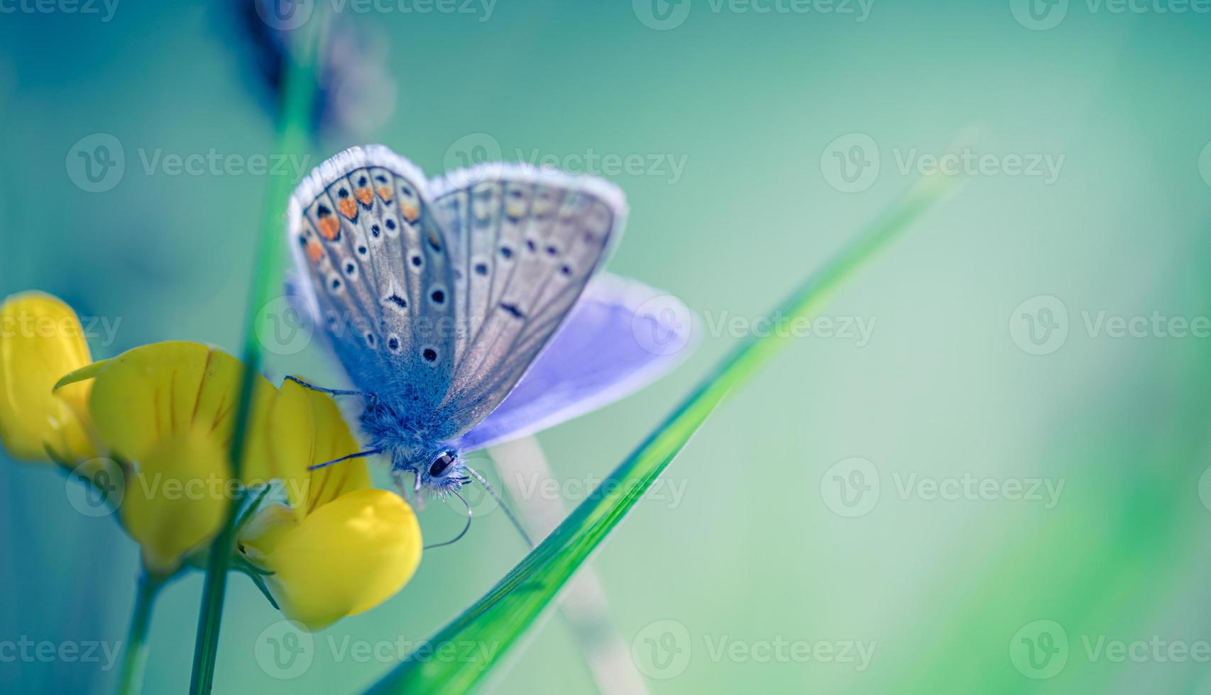 concepto de fondo de la naturaleza. hermoso prado de verano y fondo de mariposa de ensueño. primer plano inspirador de la naturaleza del verano de la primavera, follaje borroso del bokeh foto