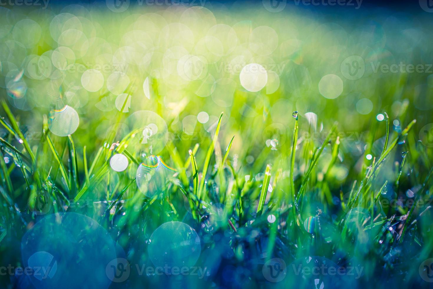 Green grass sunny abstract blurred background. beautiful juicy young grass in sunlight rays. green leaf macro. Bright fresh Summer or spring nature background. Panoramic banner photo