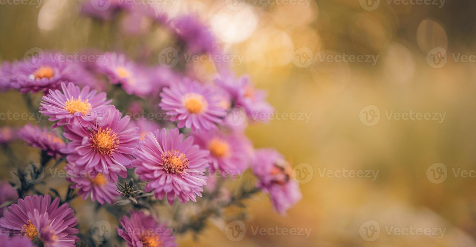 Beautiful purple flowers in spring garden on blurred meadow background. Chrysanthemum purple flowers blooming, fresh foliage. Autumn flowers art design. Dream nature background photo