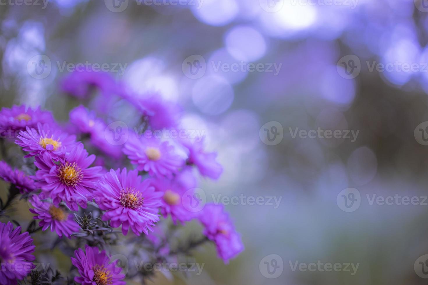 Beautiful purple flowers in spring garden on blurred meadow background. Chrysanthemum purple flowers blooming, fresh foliage. Autumn flowers art design. Dream nature background photo