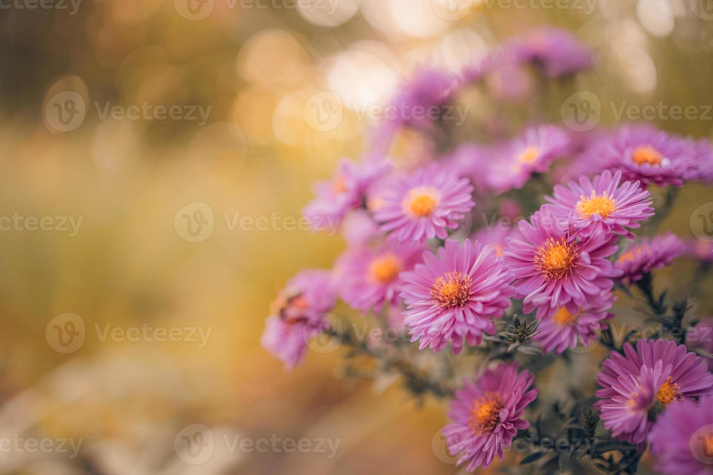 Beautiful purple flowers in spring garden on blurred meadow background. Chrysanthemum purple flowers blooming, fresh foliage. Autumn flowers art design. Dream nature background photo