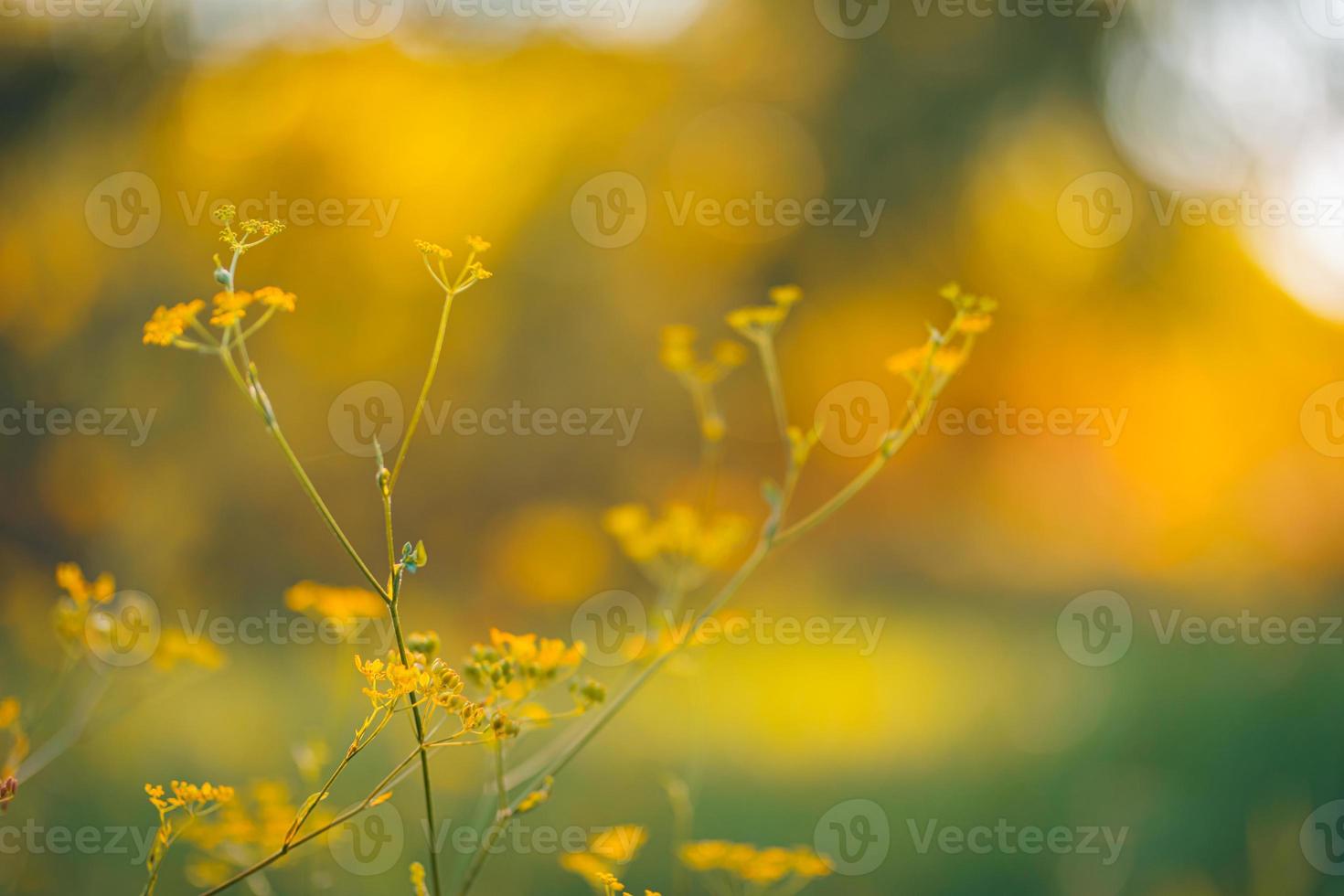 Abstract sunset field landscape of yellow flowers and grass meadow on warm golden hour sunset or sunrise time. Tranquil spring summer nature closeup and blurred forest background. Idyllic nature photo