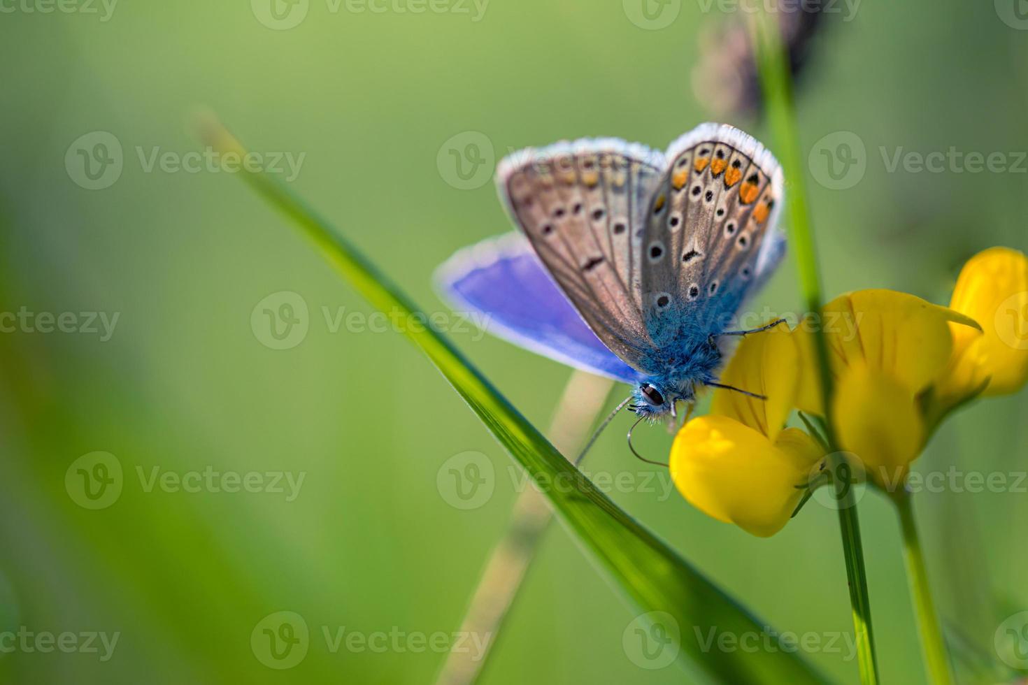 Nature background concept. Beautiful summer meadow and dreamy butterfly background. Inspirational spring summer nature closeup, blurred bokeh foliage photo