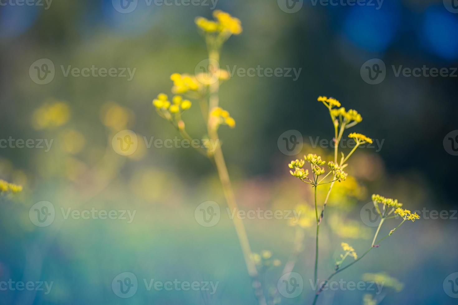 Abstract sunset field landscape of yellow flowers and grass meadow on warm golden hour sunset or sunrise time. Tranquil spring summer nature closeup and blurred forest background. Idyllic nature photo