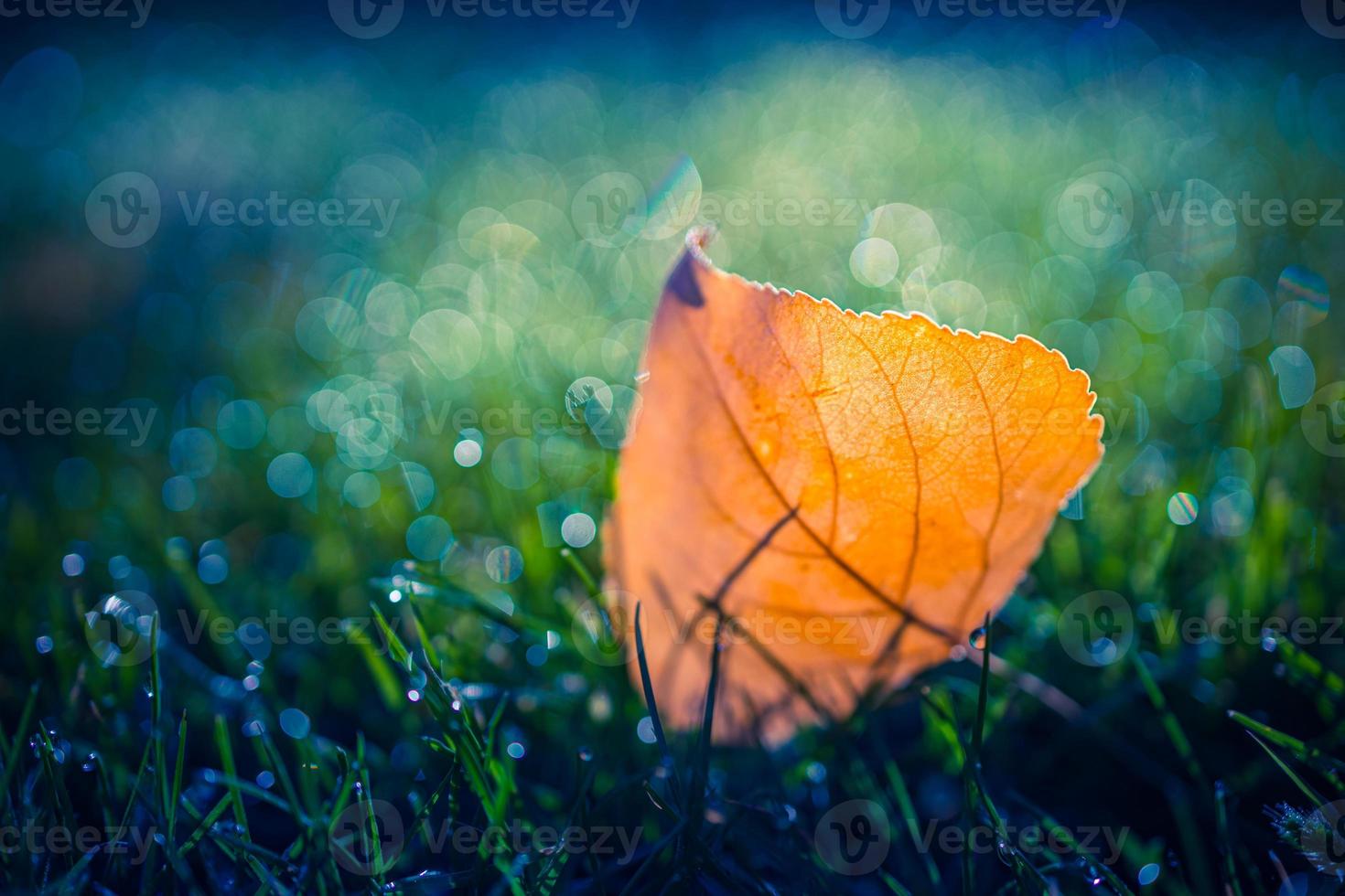 Orange leaf in green grass. Autumn season concept background, beautiful autumn close-up. Fall time nature, autumnal template for design photo