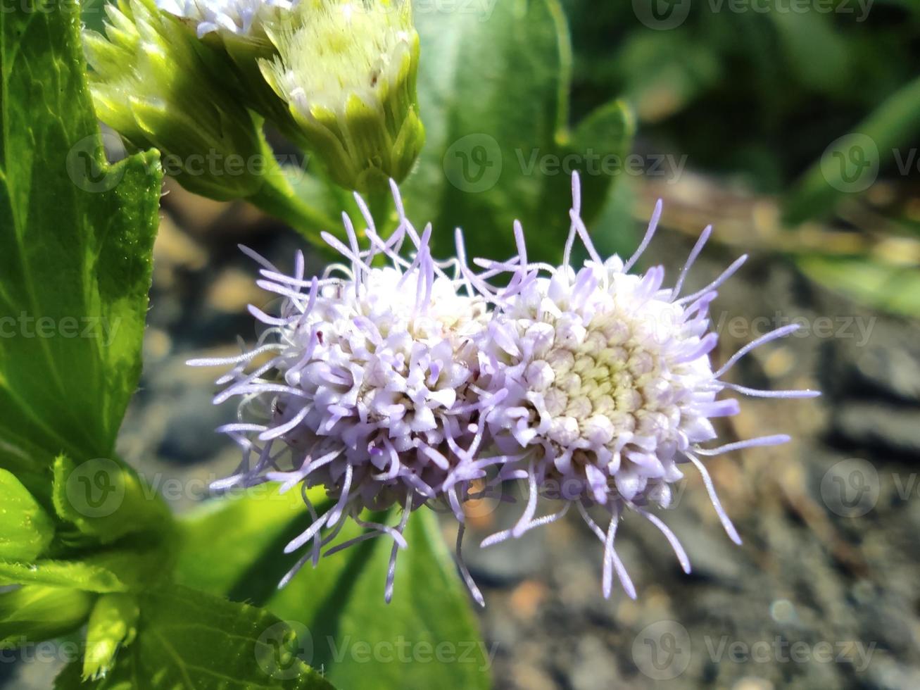 macro de primer plano de flores llamadas praxelis clematidea o bandotan foto