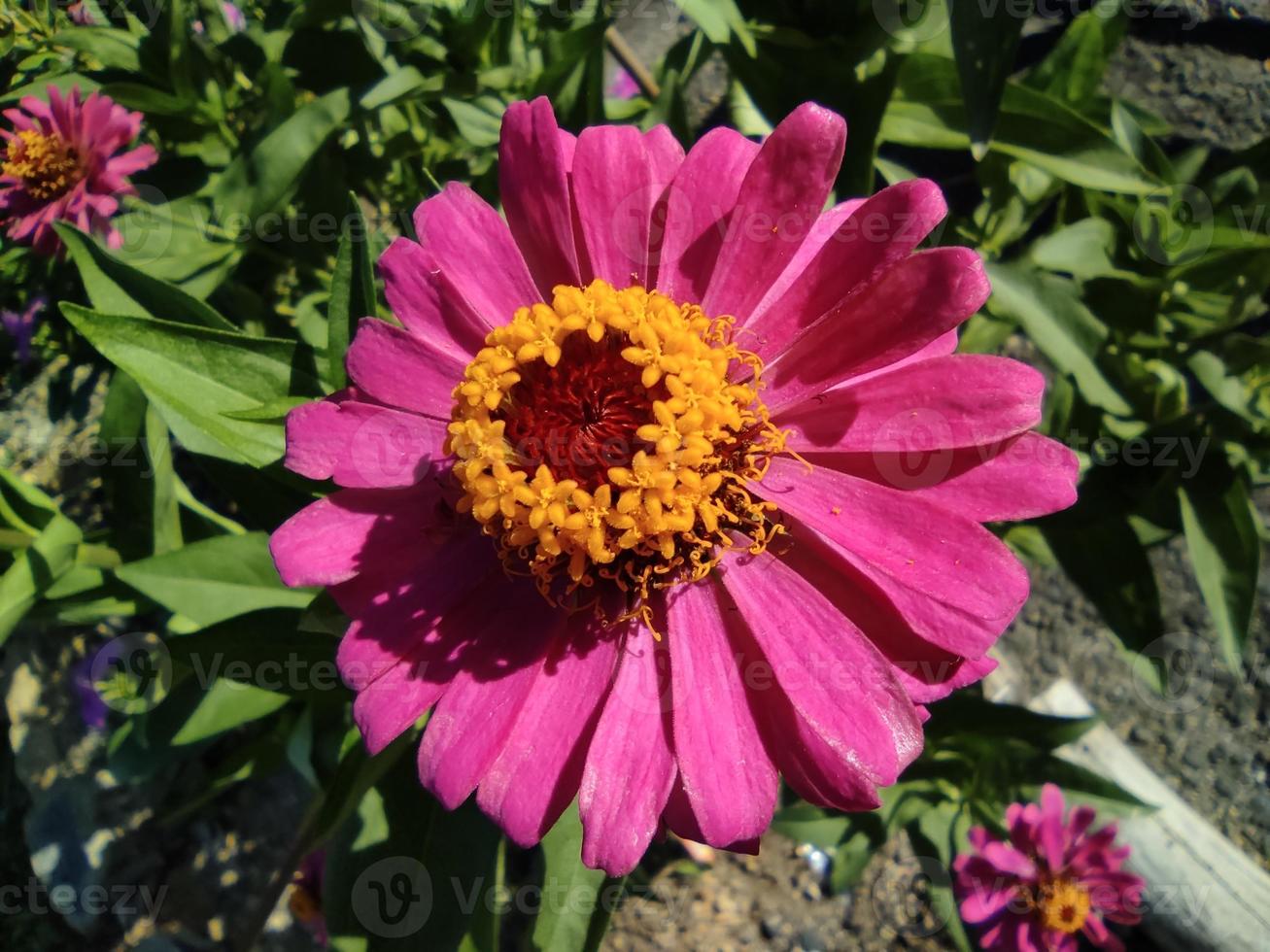 close-up or macro of pink paper flower Zinnia in bloom photo