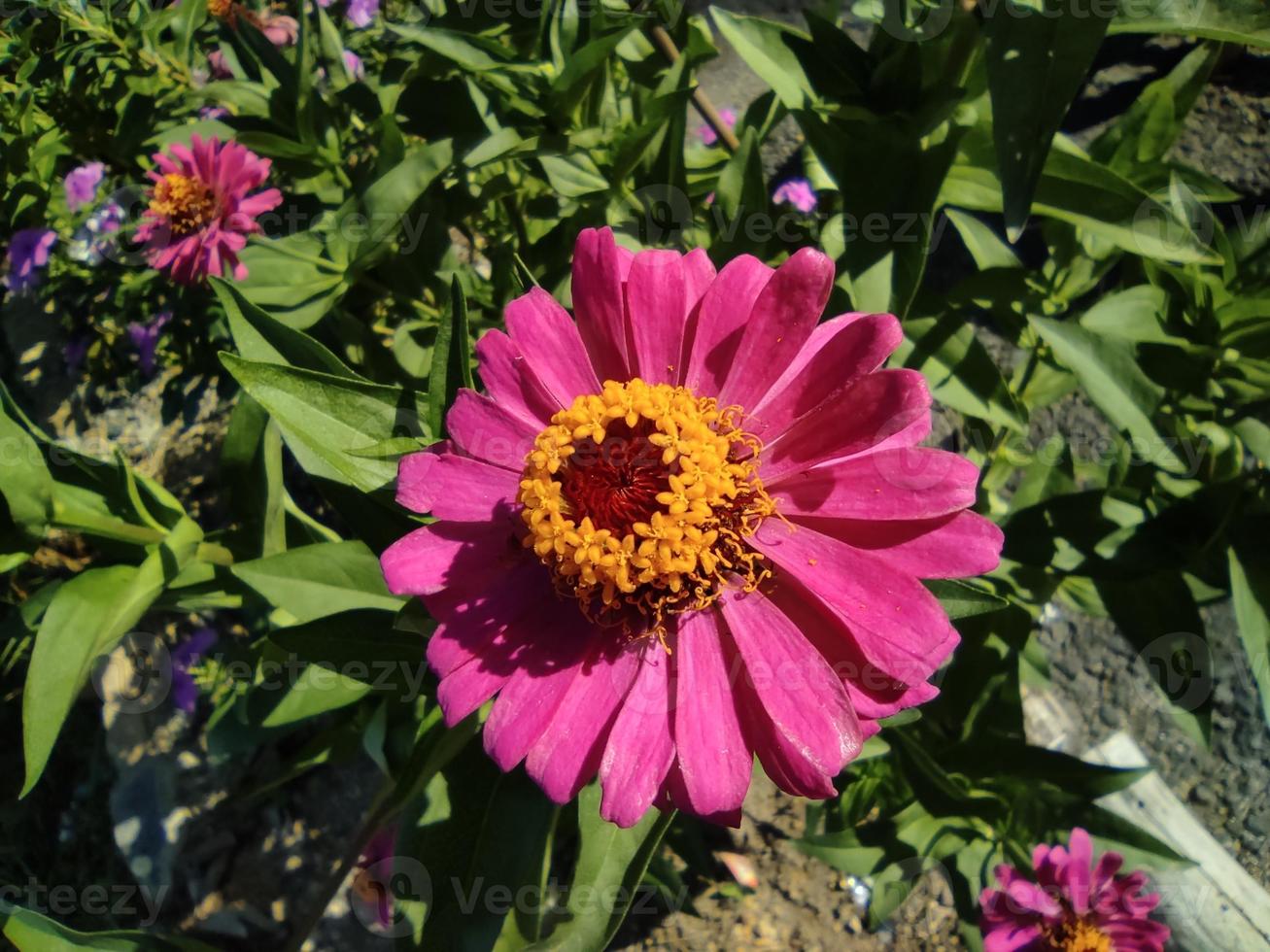 close-up or macro of pink paper flower Zinnia in bloom photo
