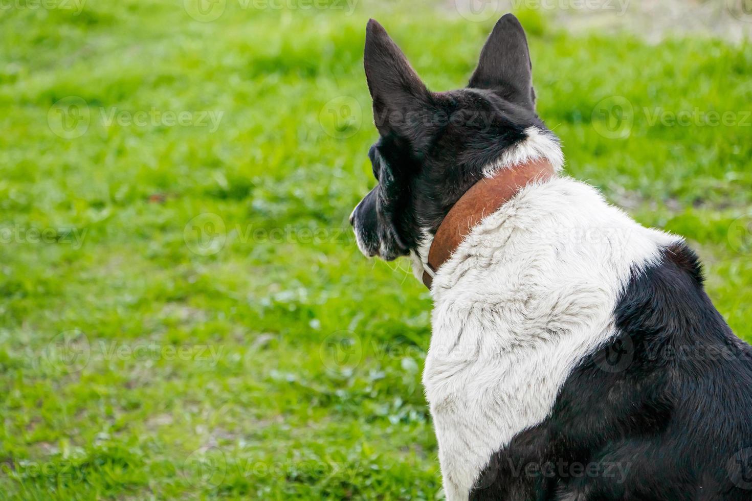 perro doméstico mira a lo lejos. la mascota descansa en la naturaleza y se acuesta en la hierba de primavera. foto
