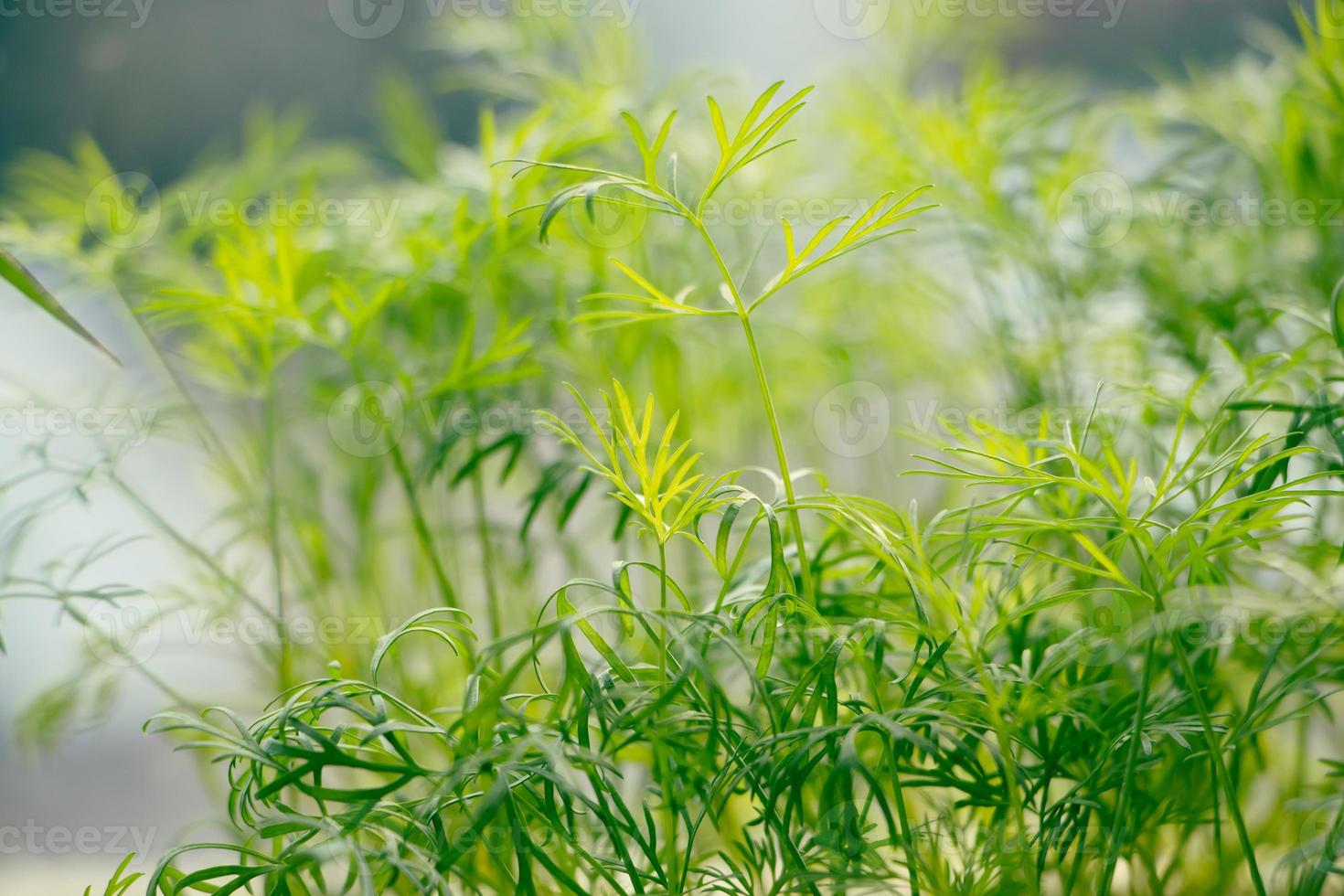 Green young dill close-up. Growing spicy microgreens at home on window. photo