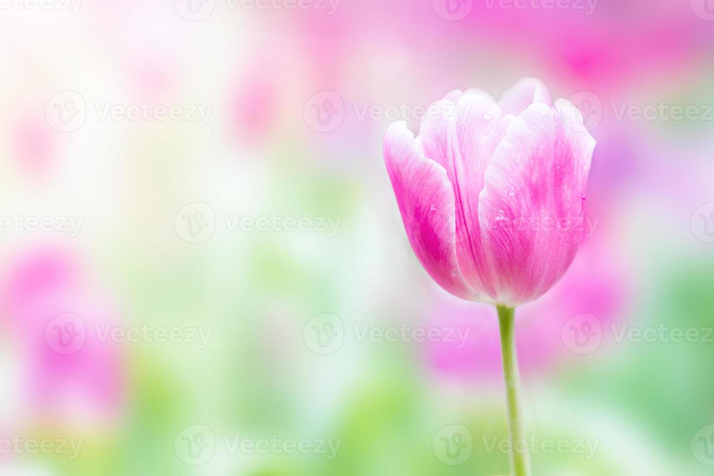 pink tulip background photo