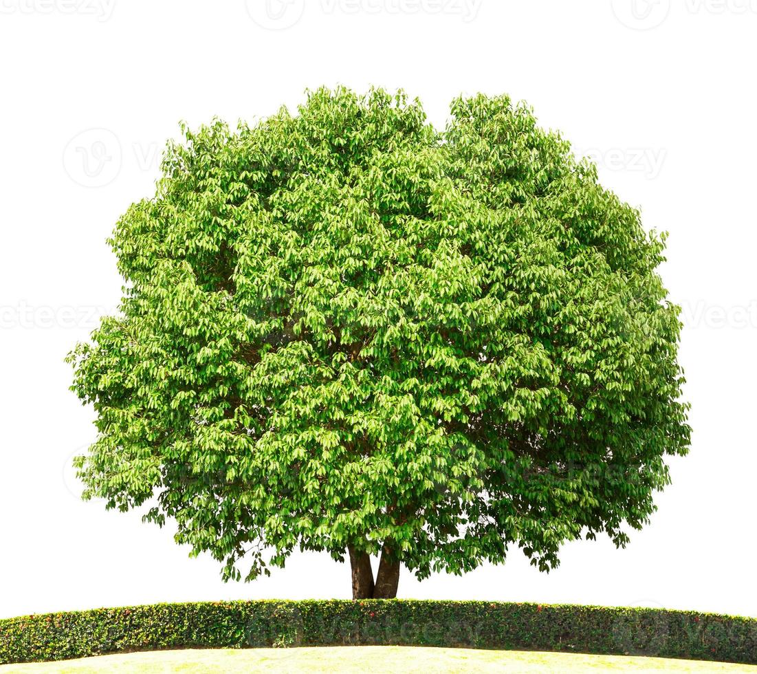 big tree isolated photo