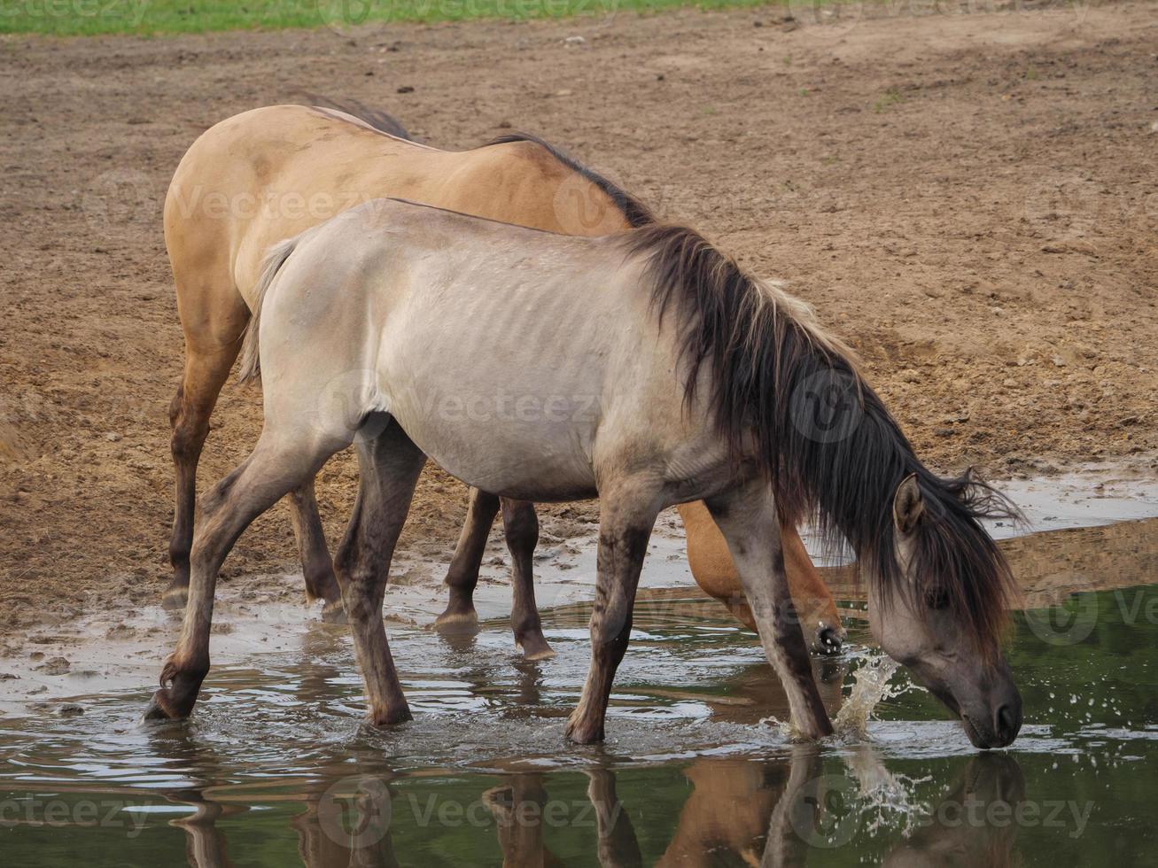 caballos salvajes en alemania foto