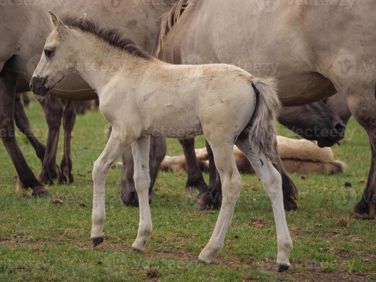 caballos salvajes en un prado en alemania foto