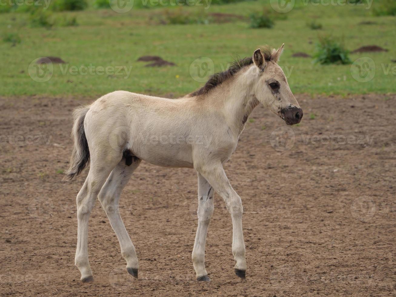 caballos salvajes en alemania foto