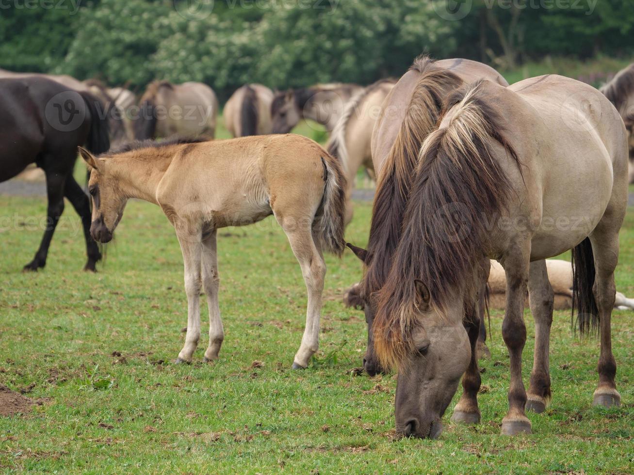 Many wild horses in germany photo