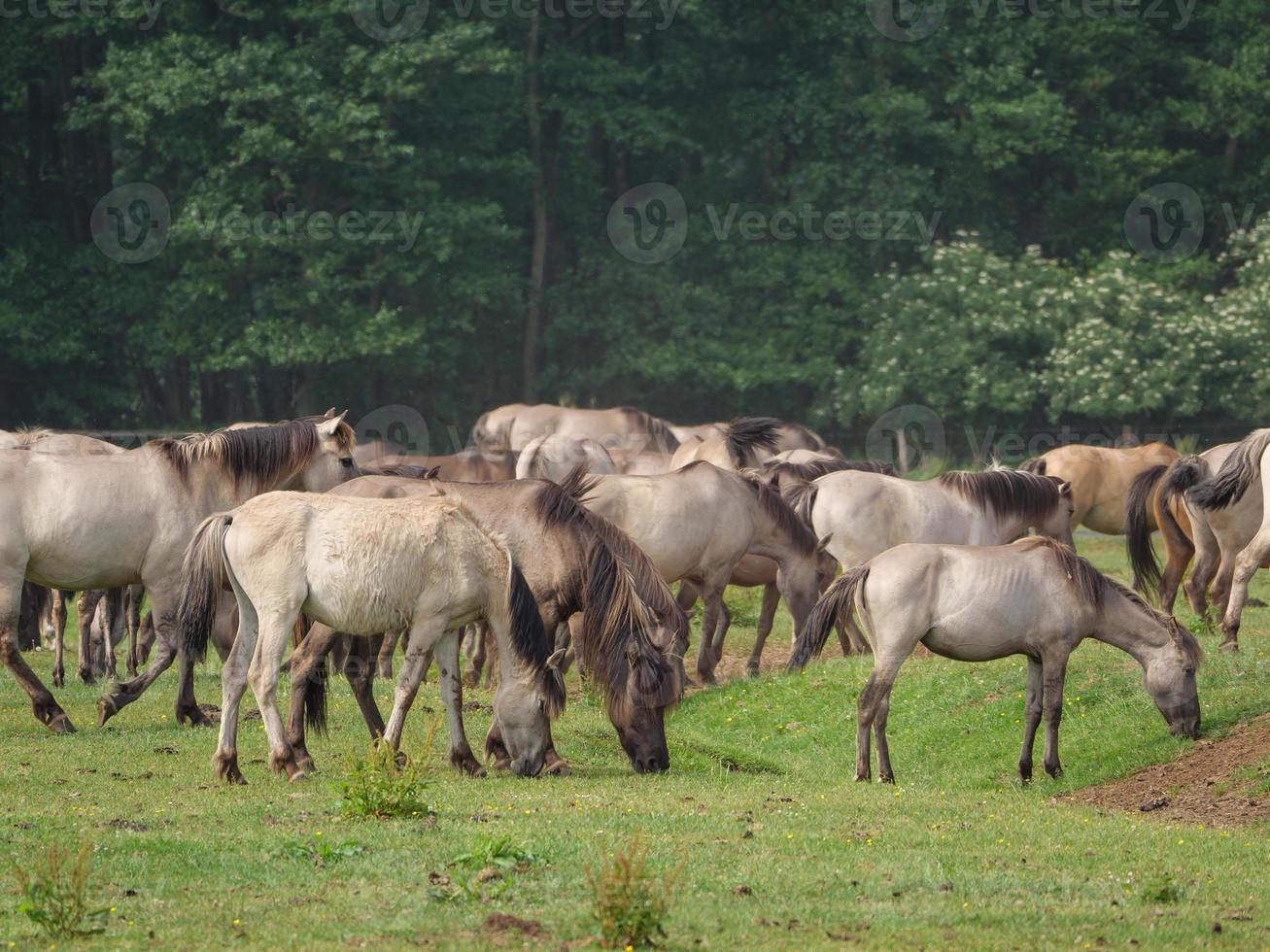 caballos salvajes en un prado en alemania foto