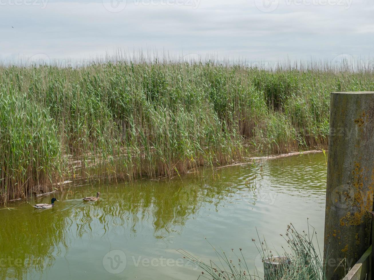 Ahrenshoop at the baltic sea in germany photo