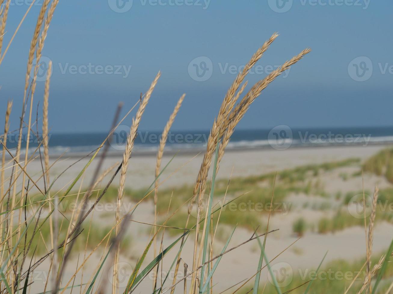 the island of Juist photo