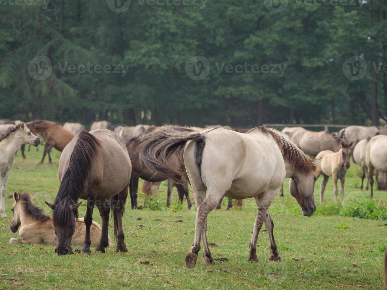 wild horses on a meadow in germany photo