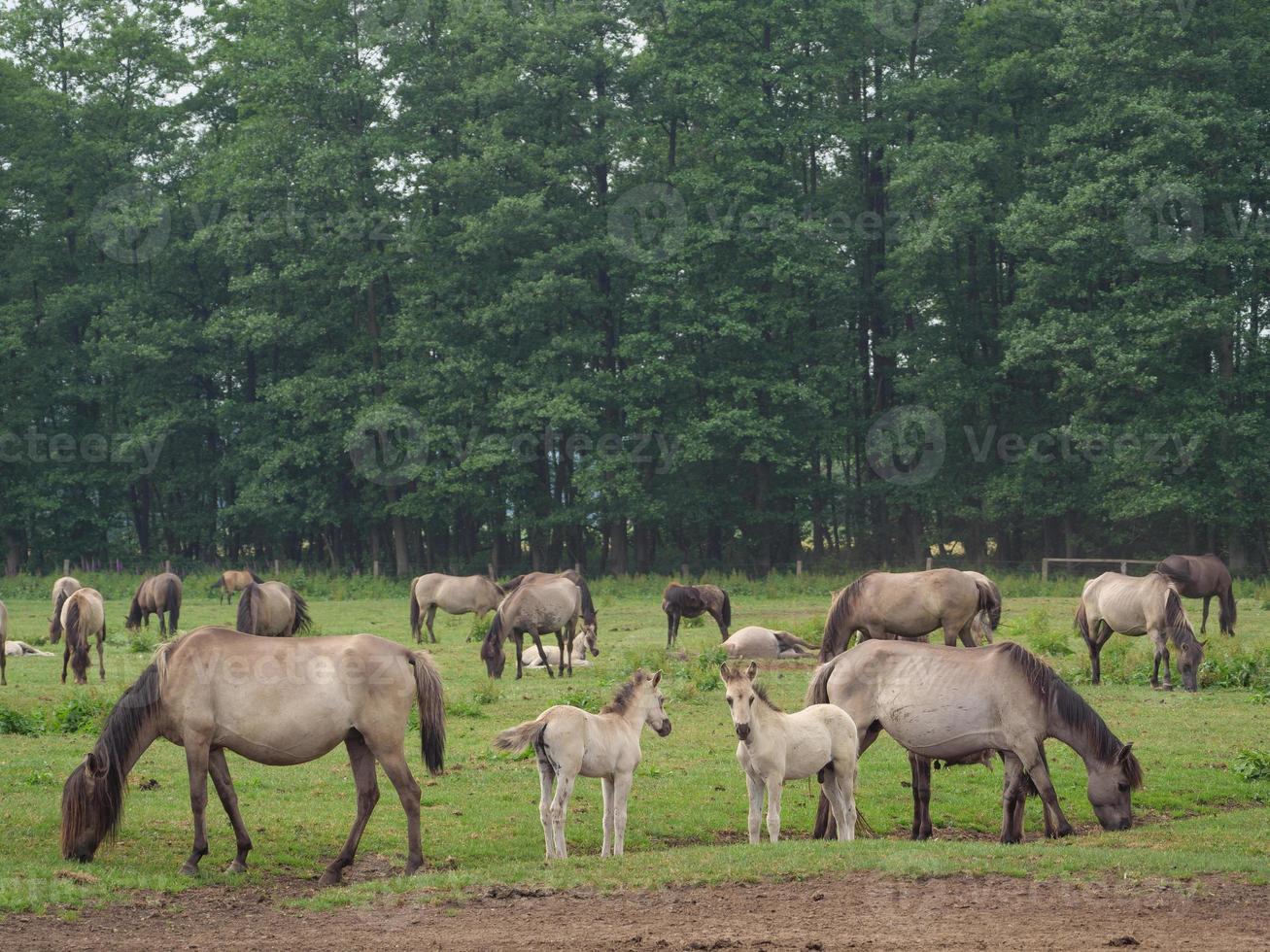 caballos salvajes en un prado en alemania foto